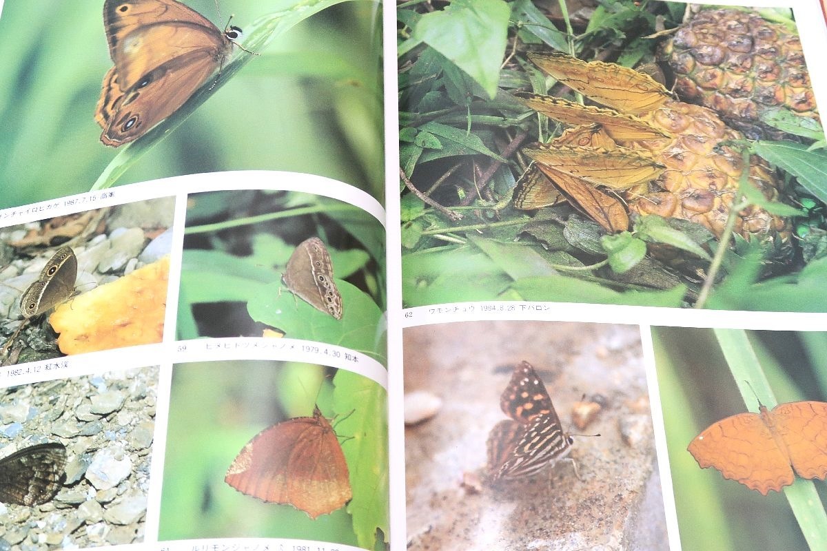 台湾の蝶と自然と人・3冊/内田春男/台湾の蝶の生態研究/ランタナの花