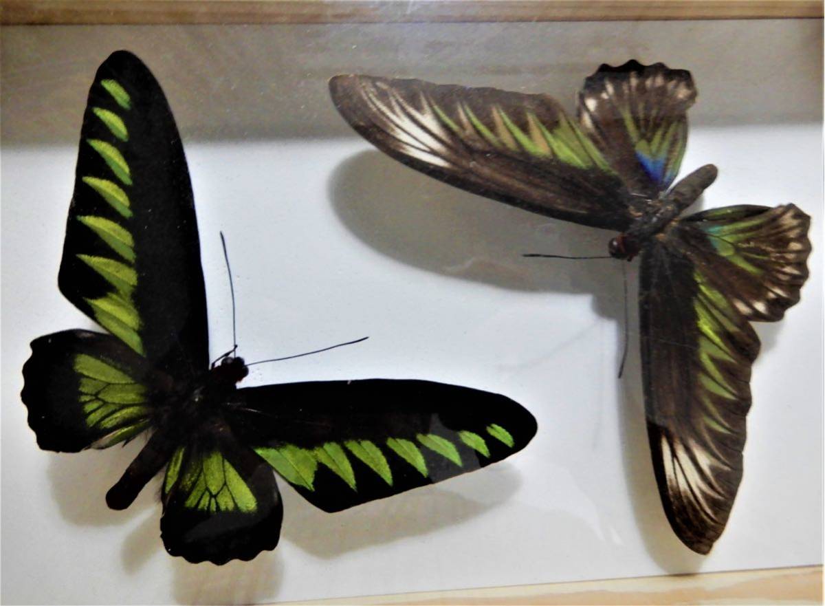 【蝶の標本】　アカエリ トリバネ  アゲハ　雄雌1対 虫類用品 ペット用品 その他 入庫