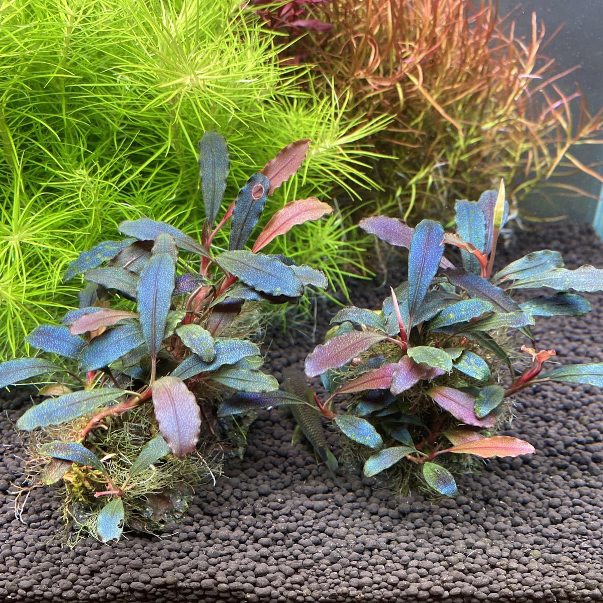 ブセファランドラ sp. Brownie Ghost 2011 Nakamoto Yahoo!オークション - Bucephalandra sp. Brownie Ghost 2011