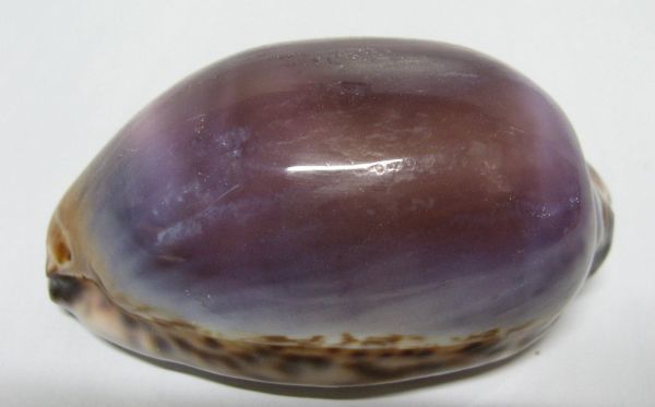 天然・美しい 紫色 貝標本・美品・激レア・