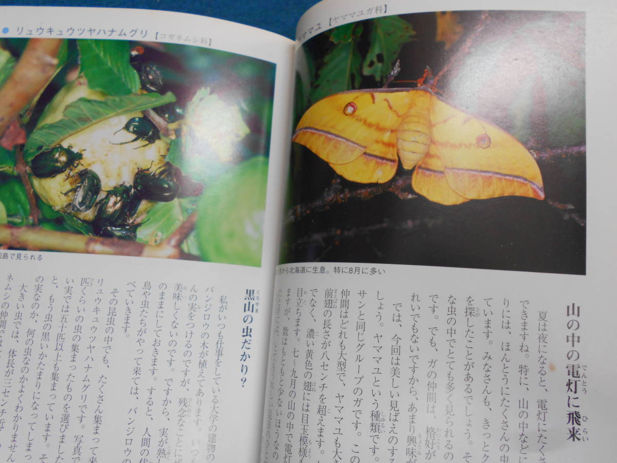 即決　昆虫学、Incect　1998年『南の島の昆虫記』カブトムシ、クワガタ、チョウ・ガ、トンボ、セミ、ハエ、ハチ、カメムシ沖縄_画像8