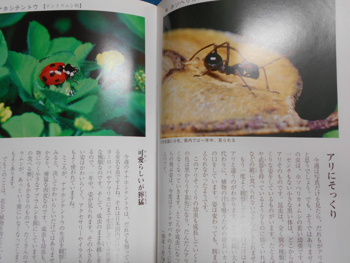 即決　昆虫学、Incect　1998年『南の島の昆虫記』カブトムシ、クワガタ、チョウ・ガ、トンボ、セミ、ハエ、ハチ、カメムシ沖縄_画像6