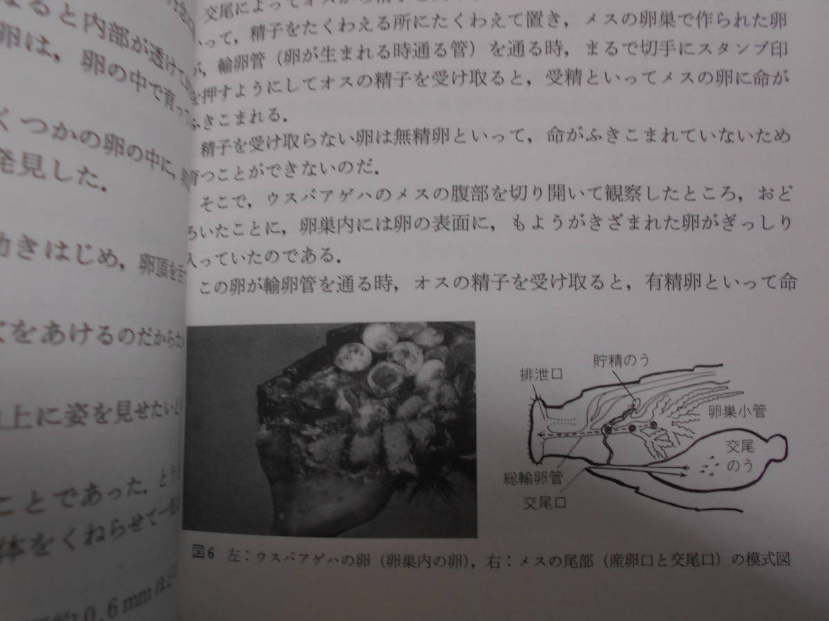 即決　生物学、昆虫学、Incect　1998年『理科年表読本　チョウの不思議』チョウ目、鱗翅目