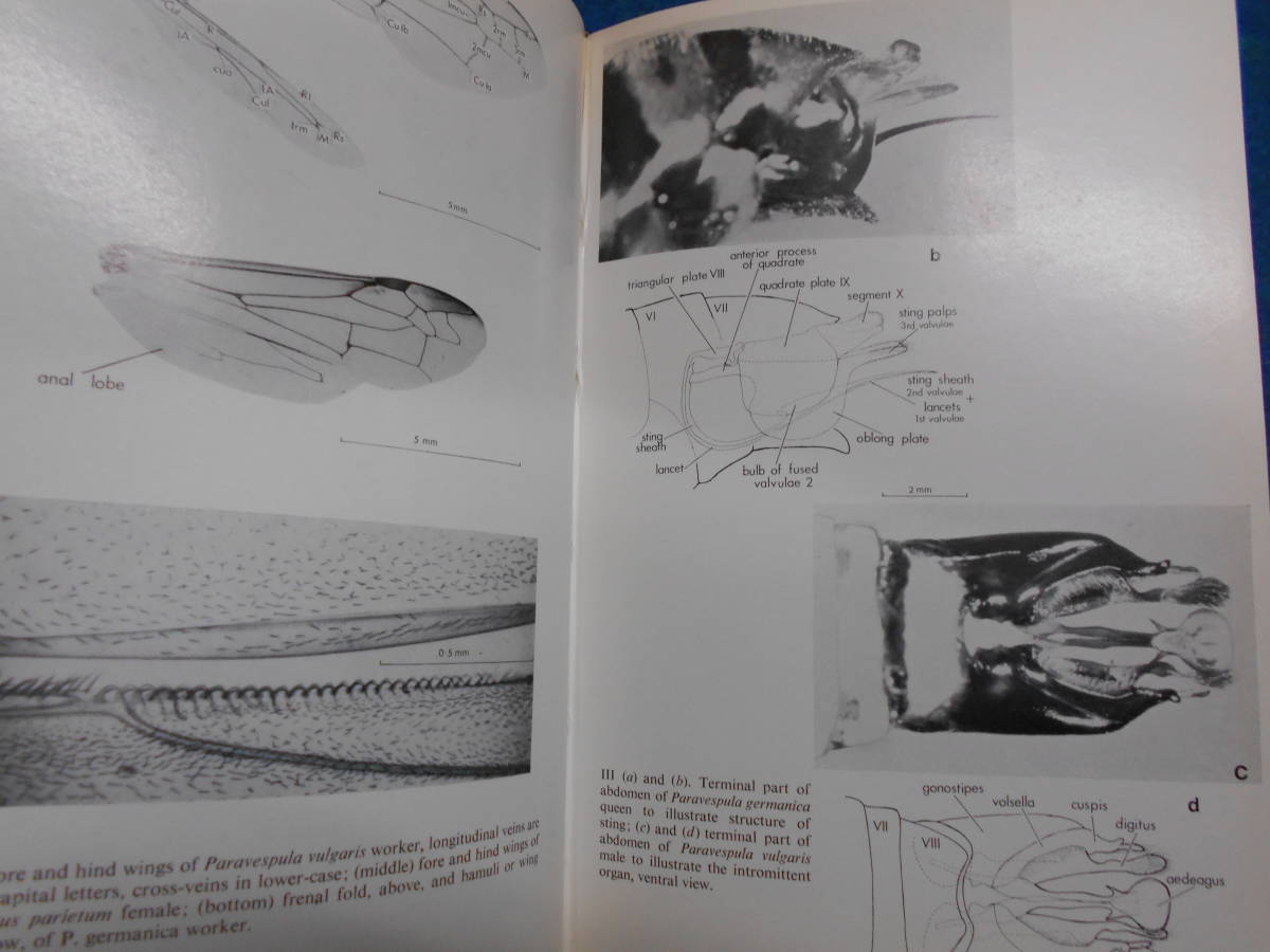 即決　昆虫学、Incect　1973年『スズメバチ　Wasps』ハチ目、膜翅目、社会性ハチ類、社会性昆虫、Social wasps_画像3