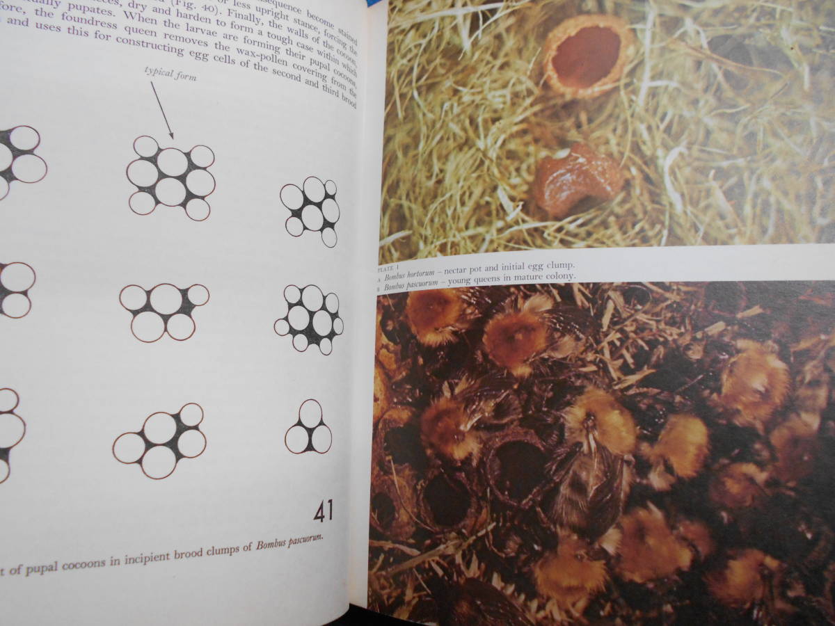 即決 昆虫学、Incect 1975年『マルハナバチ Bumblebees』ハチ目 即決 昆虫学、Incect 1975年『マルハナバチ Bumblebees』ハチ目