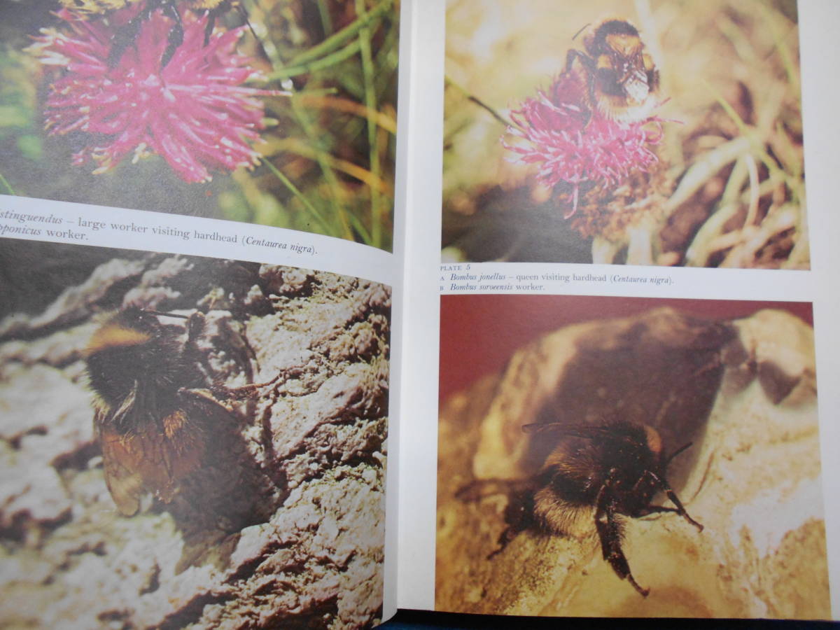 即決 昆虫学、Incect 1975年『マルハナバチ Bumblebees』ハチ目 即決 昆虫学、Incect 1975年『マルハナバチ Bumblebees』ハチ目
