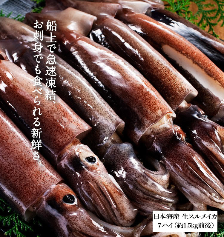 ☆獲れたてを船上冷凍！お刺身でも食べれる新鮮するめいか☆　日本海産お刺身用するめいか（真イカ）中型サイズ×7ハイ(1.5kg前後)_画像1