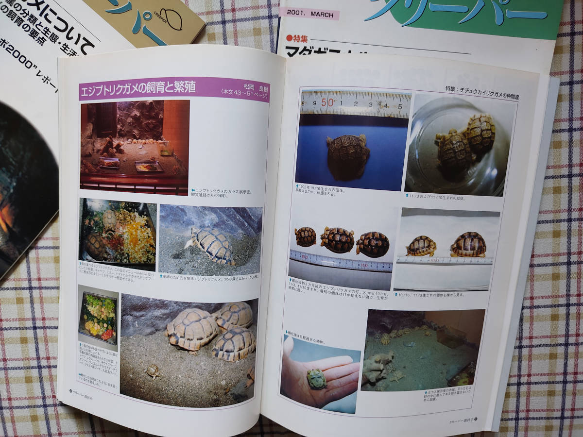 クリーパー 創刊号 4号 6号 爬虫類 両生類情報誌 リクガメ ハコガメ 