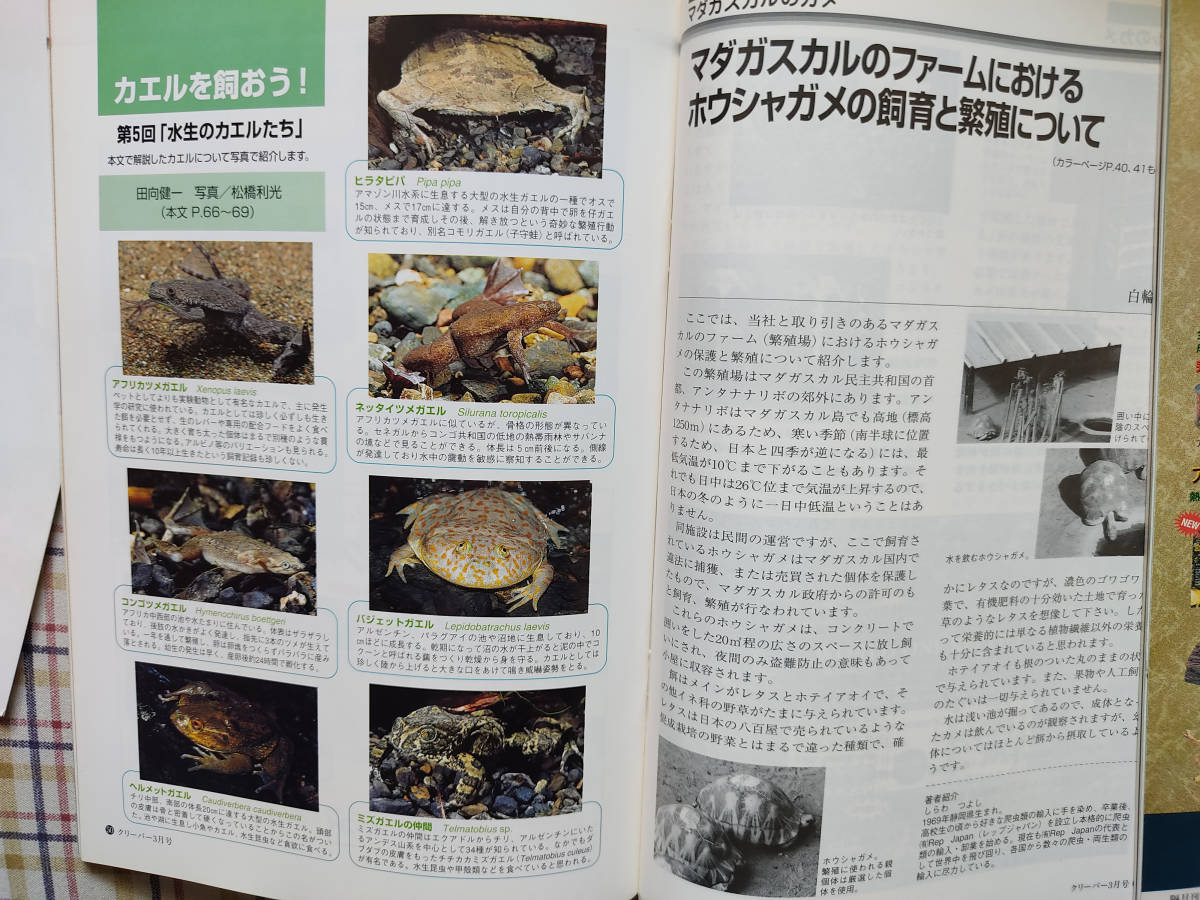 クリーパー 創刊号 4号 6号 爬虫類 両生類情報誌 リクガメ ハコガメ 