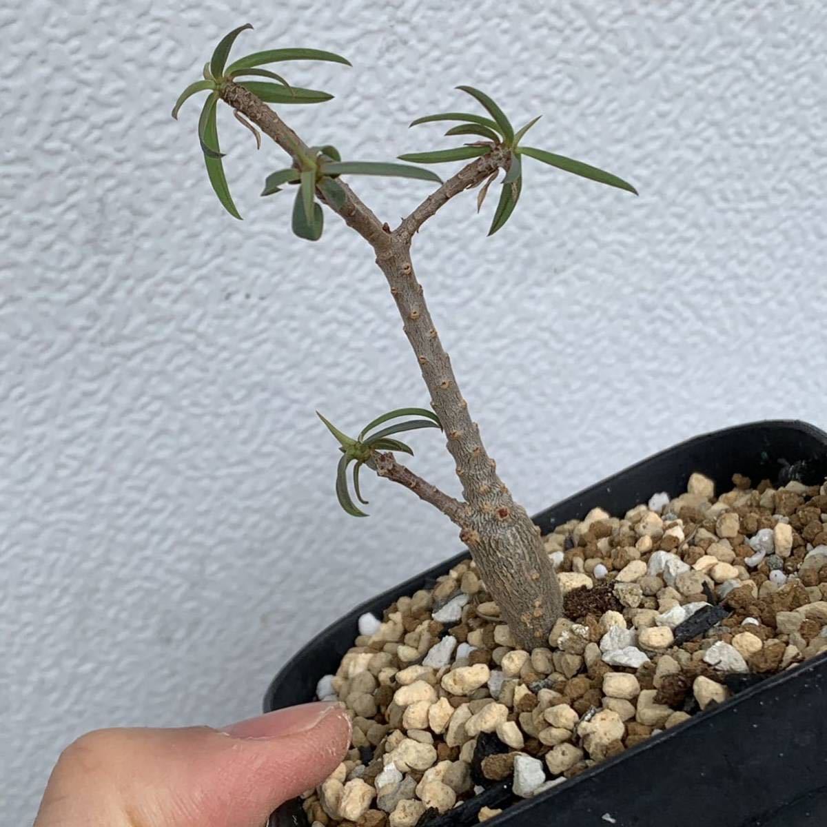 ユーフォルビア バルサミフェラ 国内実生 Euphorbia balsamifera(多肉