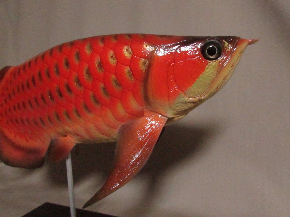○ハンドメイド 手作り 40cmアロワナ レッド 魚模型 フィギュア