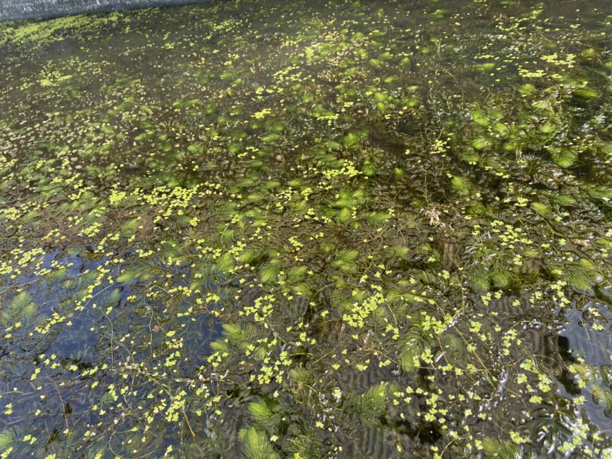 21人気no 1の 送料無料 無農薬マツモ水草 300g 2900円 大量 メダカ エビ 産卵 タナゴ 匿名可 追跡可能 水質浄化水槽餌 Catalasarenas Com 21人気no 1の 送料無料 無農薬マツモ水草 300g 2900円 大量 メダカ エビ 産卵 タナゴ 匿名可 追跡可能 水質浄化水槽餌 Catalasarenas Com