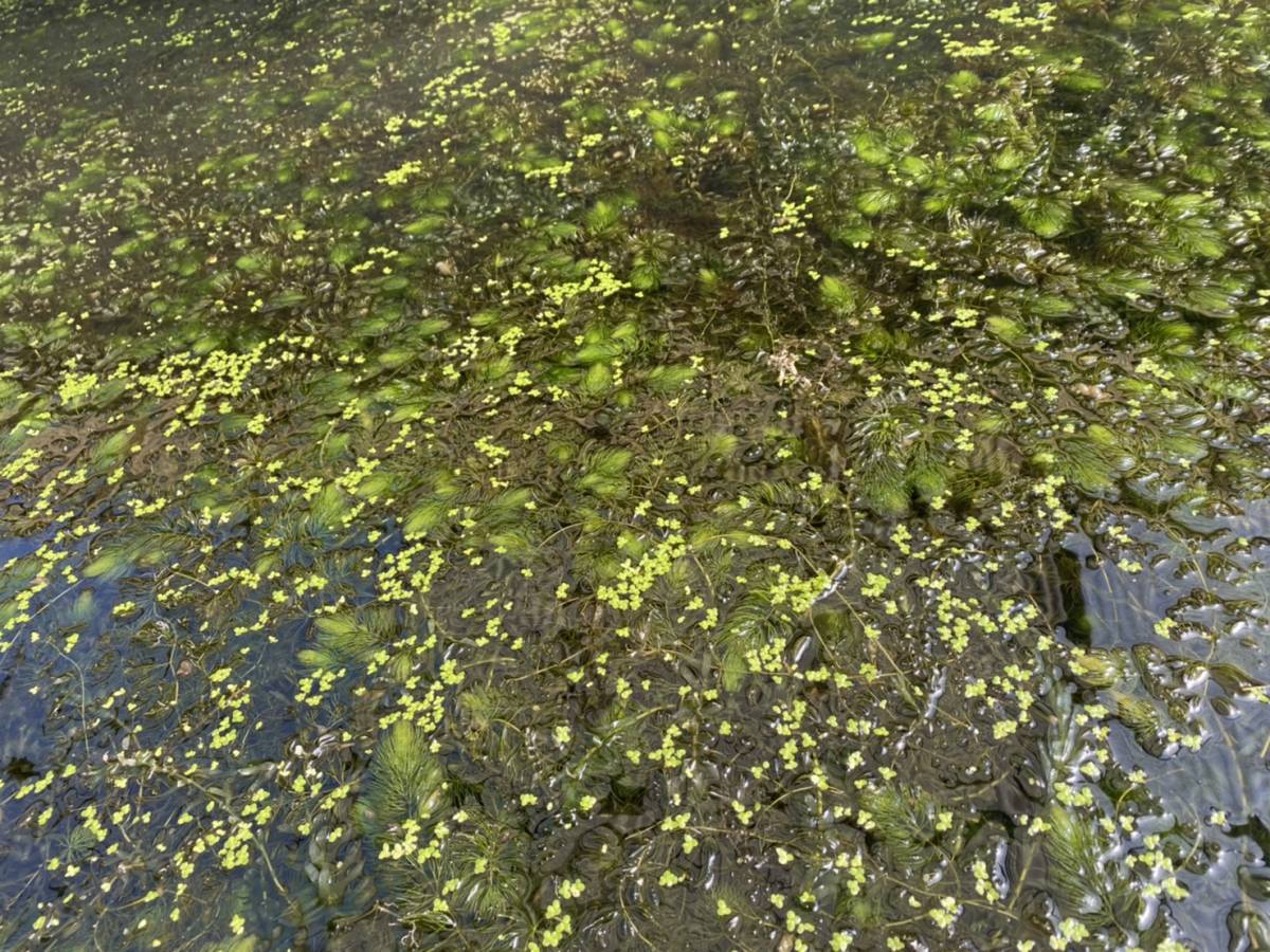 21人気no 1の 送料無料 無農薬マツモ水草 300g 2900円 大量 メダカ エビ 産卵 タナゴ 匿名可 追跡可能 水質浄化水槽餌 Catalasarenas Com 21人気no 1の 送料無料 無農薬マツモ水草 300g 2900円 大量 メダカ エビ 産卵 タナゴ 匿名可 追跡可能 水質浄化水槽餌 Catalasarenas Com