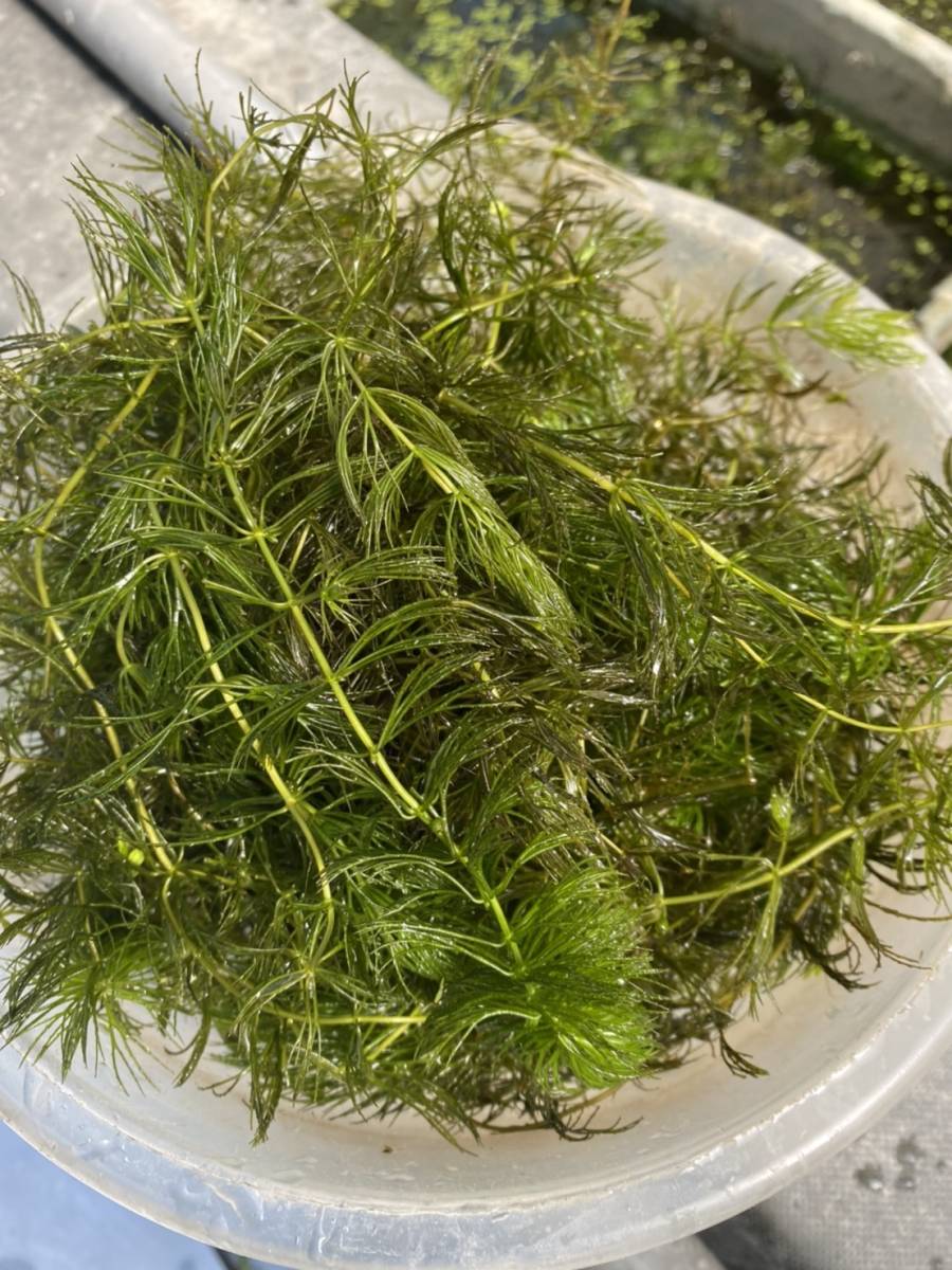 21人気no 1の 送料無料 無農薬マツモ水草 300g 2900円 大量 メダカ エビ 産卵 タナゴ 匿名可 追跡可能 水質浄化水槽餌 Catalasarenas Com 21人気no 1の 送料無料 無農薬マツモ水草 300g 2900円 大量 メダカ エビ 産卵 タナゴ 匿名可 追跡可能 水質浄化水槽餌 Catalasarenas Com