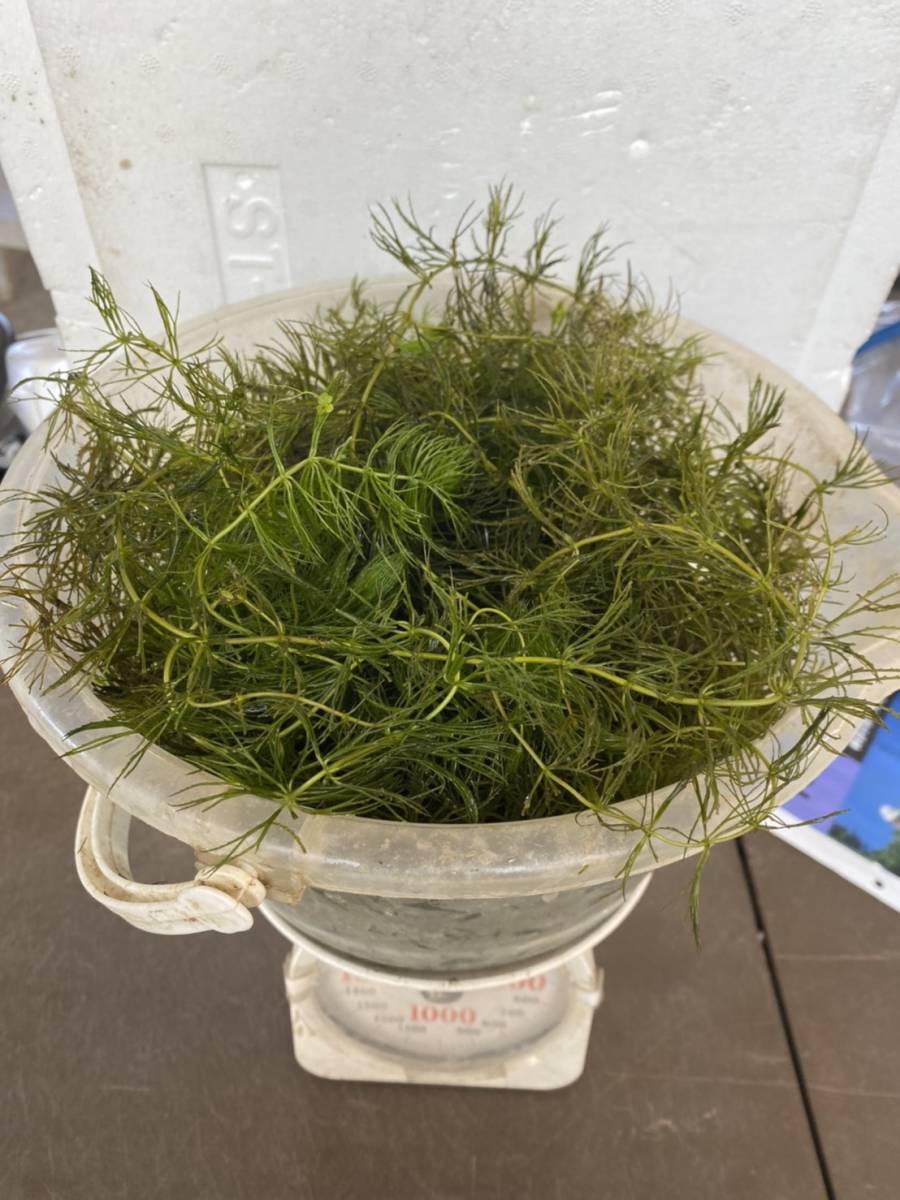21人気no 1の 送料無料 無農薬マツモ水草 300g 2900円 大量 メダカ エビ 産卵 タナゴ 匿名可 追跡可能 水質浄化水槽餌 Catalasarenas Com 21人気no 1の 送料無料 無農薬マツモ水草 300g 2900円 大量 メダカ エビ 産卵 タナゴ 匿名可 追跡可能 水質浄化水槽餌 Catalasarenas Com