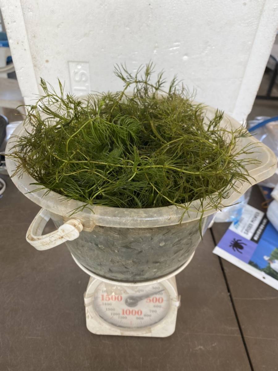 21人気no 1の 送料無料 無農薬マツモ水草 300g 2900円 大量 メダカ エビ 産卵 タナゴ 匿名可 追跡可能 水質浄化水槽餌 Catalasarenas Com 21人気no 1の 送料無料 無農薬マツモ水草 300g 2900円 大量 メダカ エビ 産卵 タナゴ 匿名可 追跡可能 水質浄化水槽餌 Catalasarenas Com