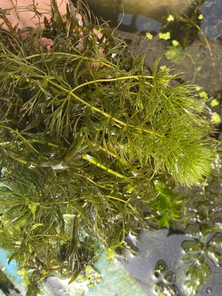 21人気no 1の 送料無料 無農薬マツモ水草 300g 2900円 大量 メダカ エビ 産卵 タナゴ 匿名可 追跡可能 水質浄化水槽餌 Catalasarenas Com 21人気no 1の 送料無料 無農薬マツモ水草 300g 2900円 大量 メダカ エビ 産卵 タナゴ 匿名可 追跡可能 水質浄化水槽餌 Catalasarenas Com