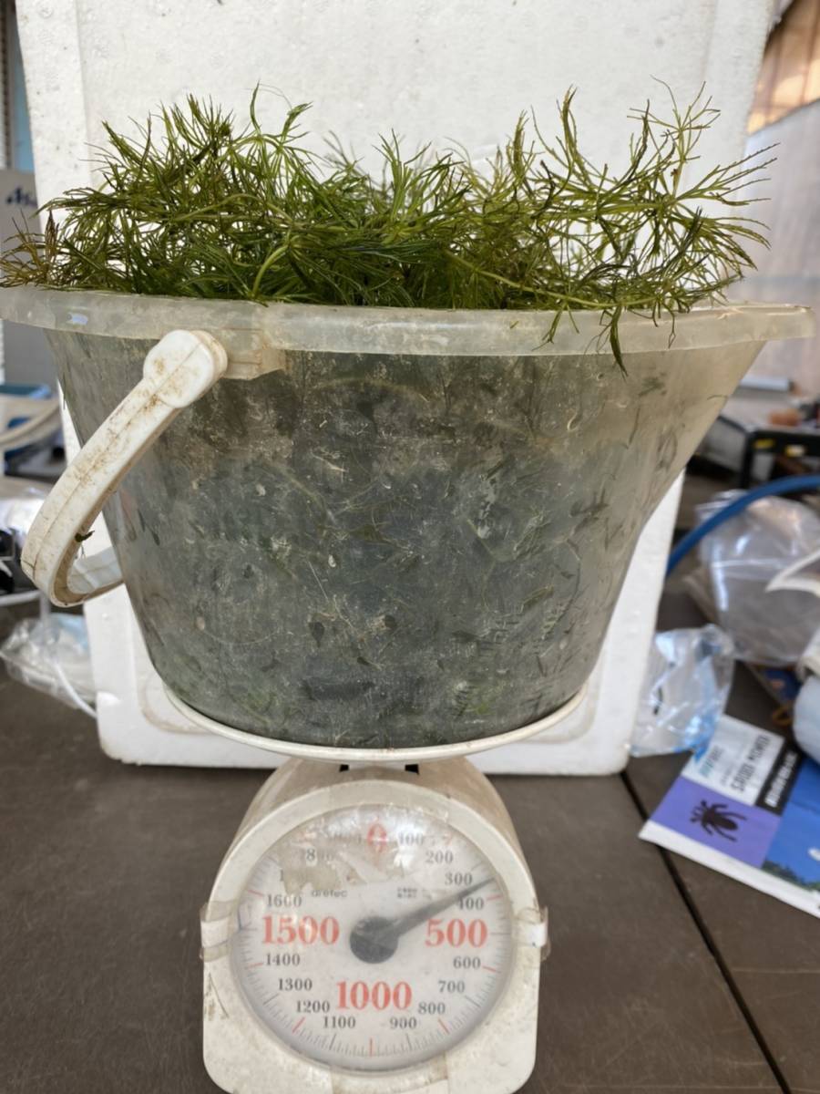 21人気no 1の 送料無料 無農薬マツモ水草 300g 2900円 大量 メダカ エビ 産卵 タナゴ 匿名可 追跡可能 水質浄化水槽餌 Catalasarenas Com 21人気no 1の 送料無料 無農薬マツモ水草 300g 2900円 大量 メダカ エビ 産卵 タナゴ 匿名可 追跡可能 水質浄化水槽餌 Catalasarenas Com
