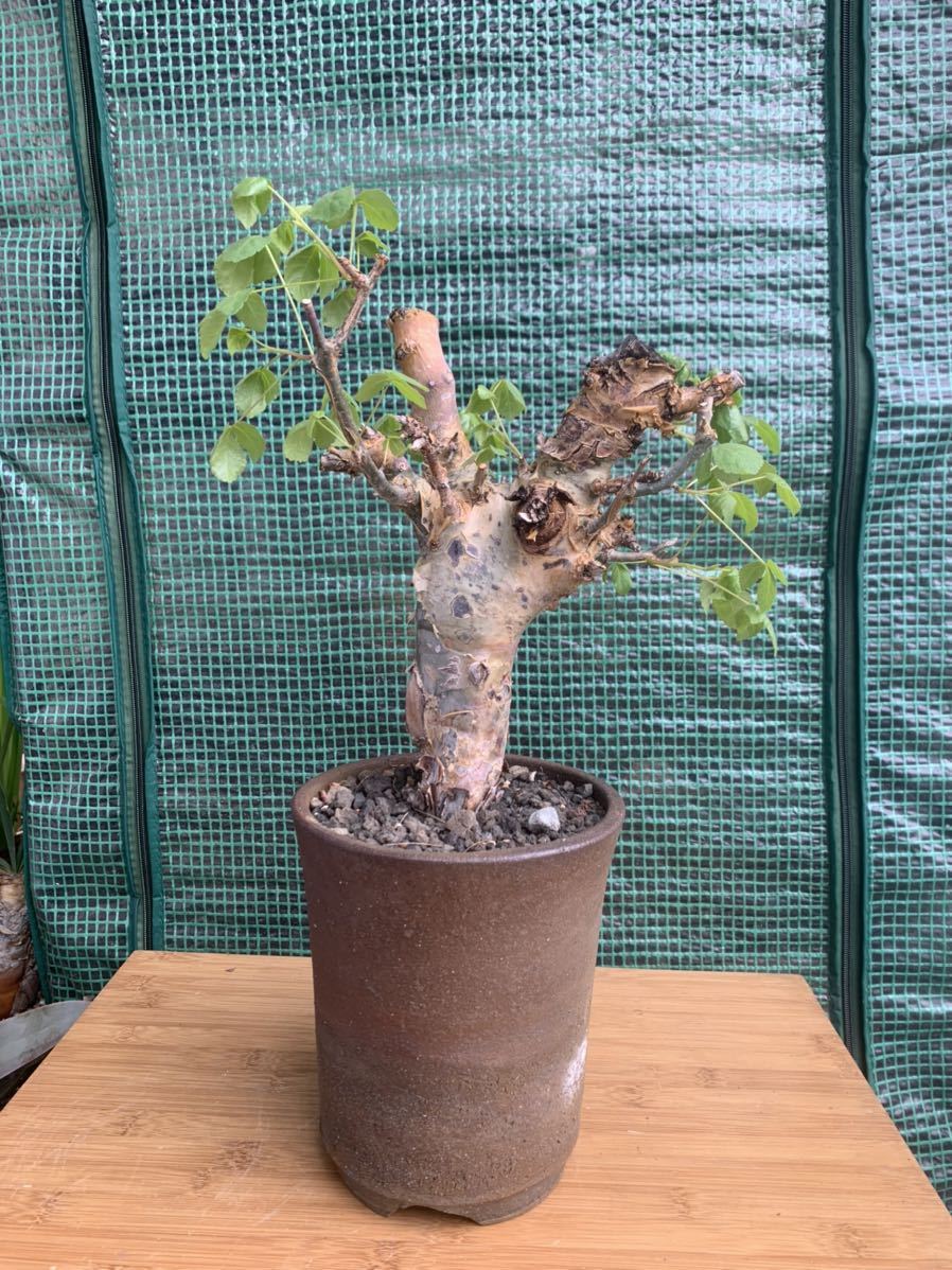 コミフォラ カタフ ターカネンシス Commiphora kataf ver.turkanensis