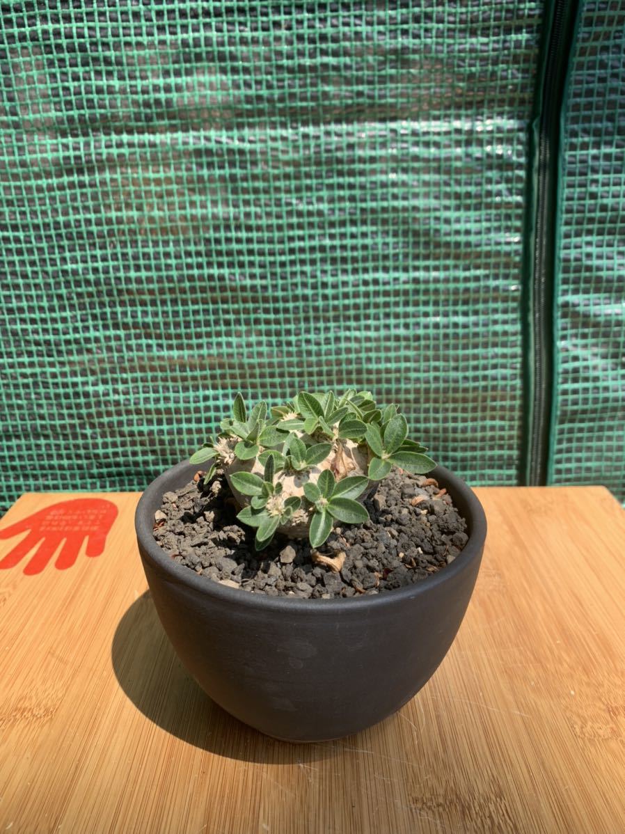 Pachypodium brevicaule 恵比寿笑い パキポディウム ブレビカウレ現地