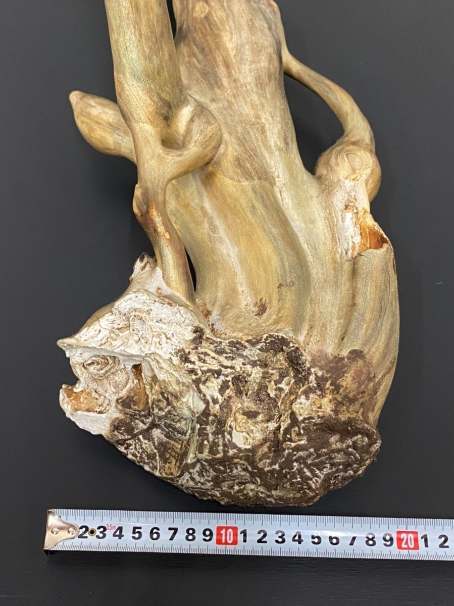 深海松 海松 レインボーコーラル 原木 約5.54kg 約65? ?/SL1