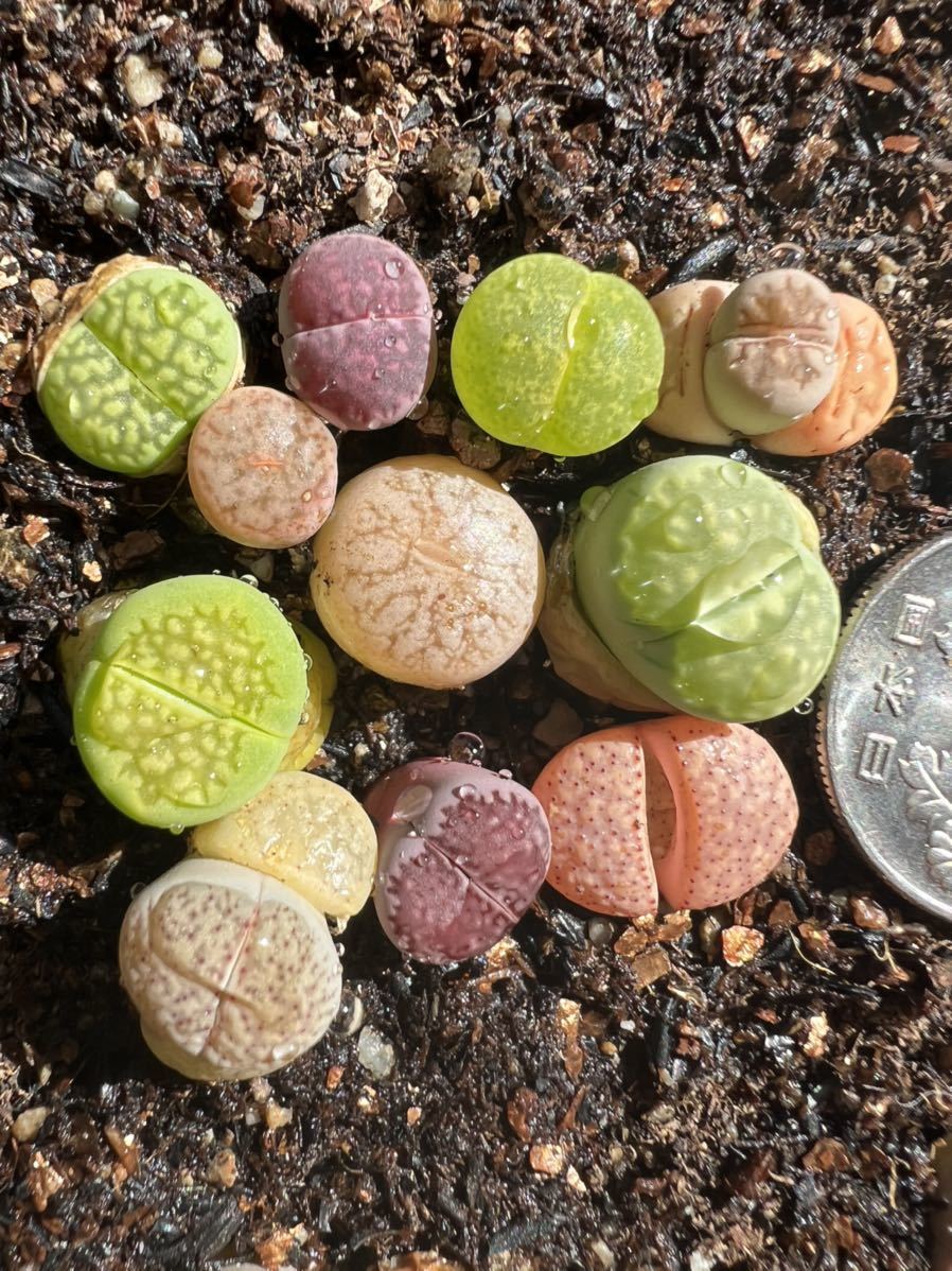 多肉植物 リトープス カラフルセット　高級苗