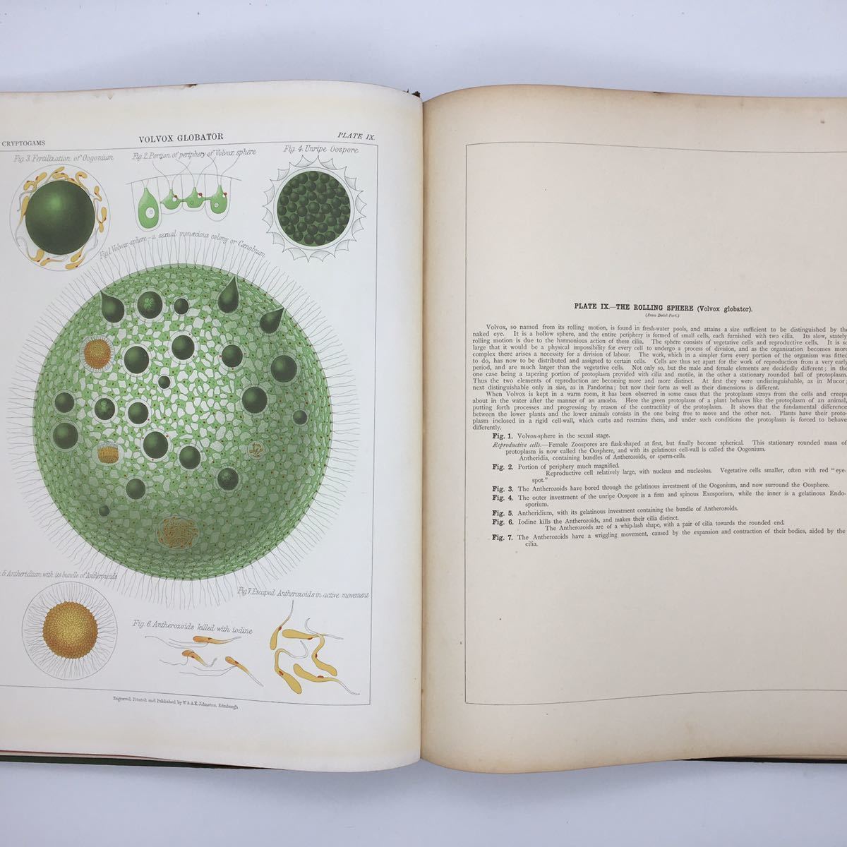 博物画】 洋書「The Botanical Atlas」 McAlpine Daniel 1883 多色石