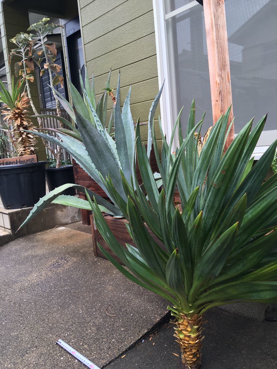 Yucca ユッカラン キミガヨラン グロリオサ 特大株 ドライガーデン