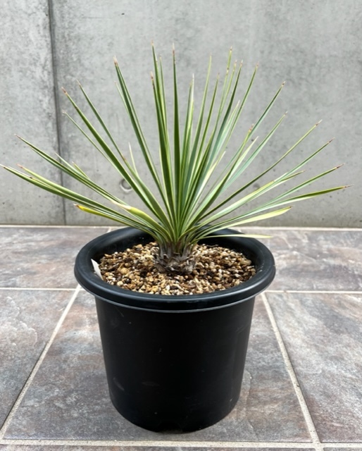 ユッカロストラータ 全長90cm 植物 | kyokuyo-eu.com