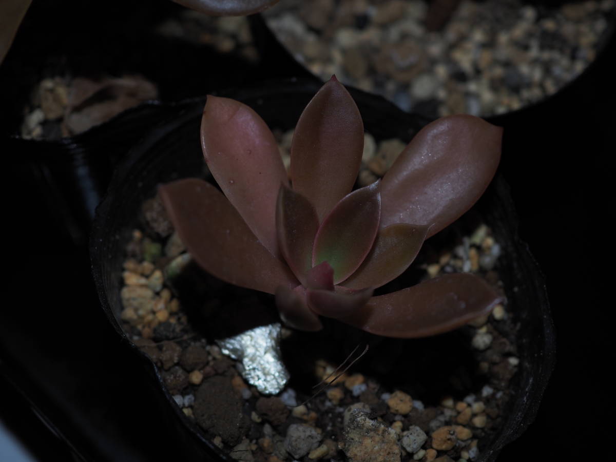 珍種 着生エケベリア Echeveria tencho 　　　　（原種 珍奇植物 着生植物 多肉植物 サボテン 原種 実生 山野草 _画像4