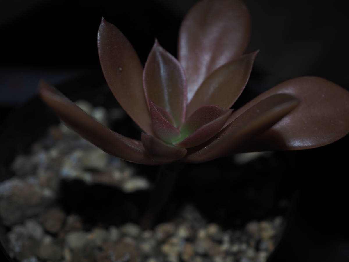 珍種 着生エケベリア Echeveria tencho 　　　　（原種 珍奇植物 着生植物 多肉植物 サボテン 原種 実生 山野草 _画像6