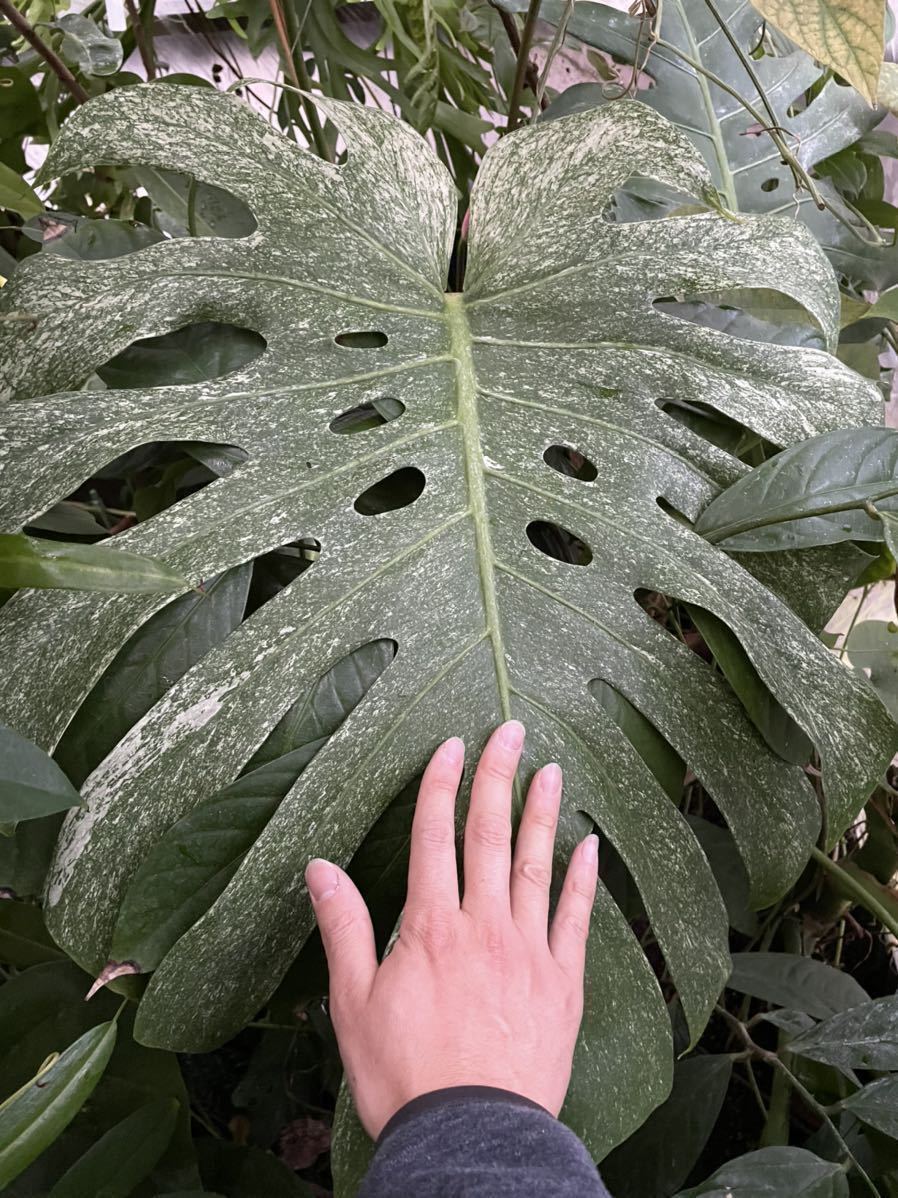 超貴重 巨大 本物 天津蘭 Monstera deliciosa white monster