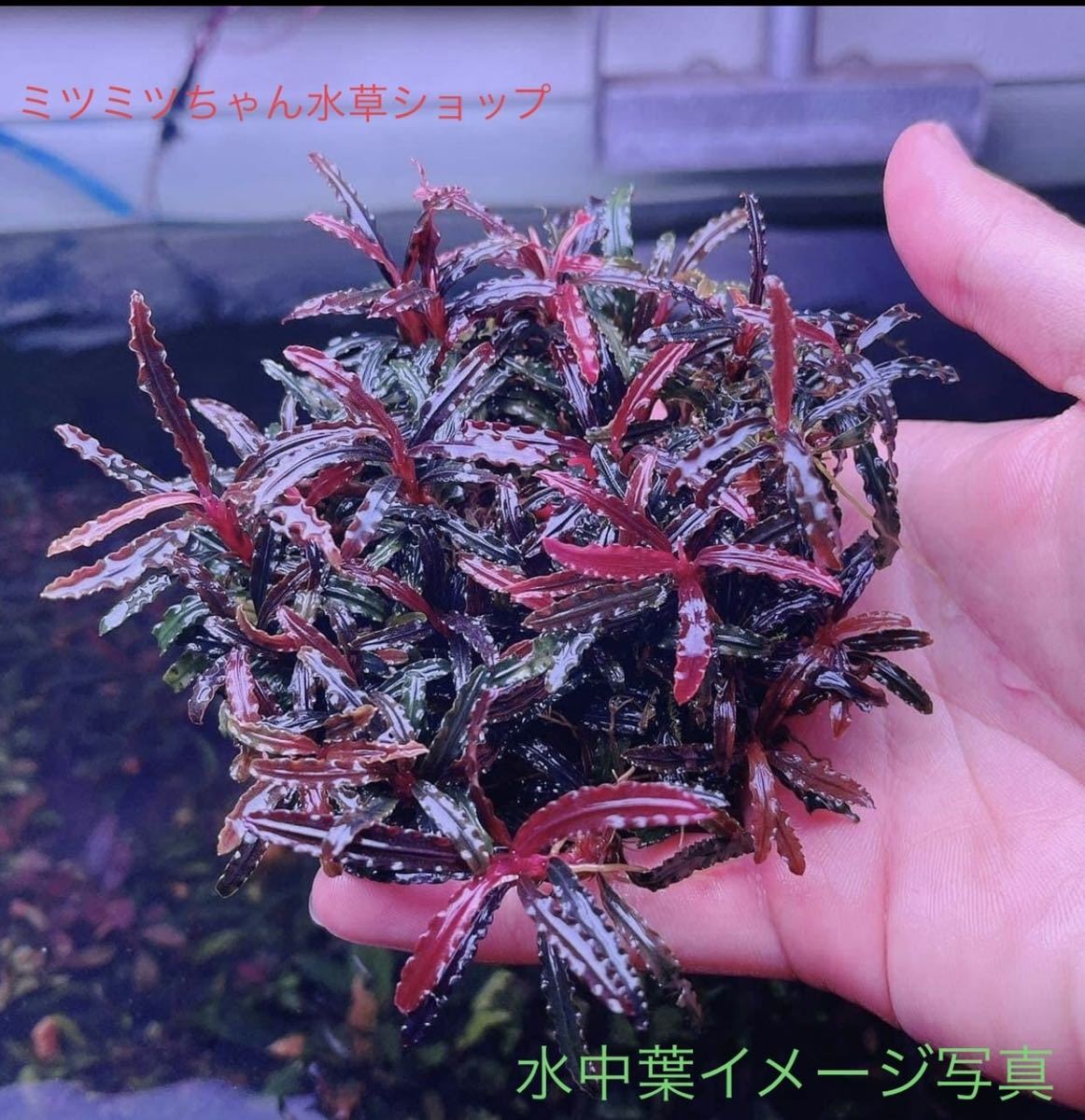セール 水草 ブセファランドラ sp ダークキャサリン 10株大量 セール 水草 ブセファランドラ sp ダークキャサリン 10株大量