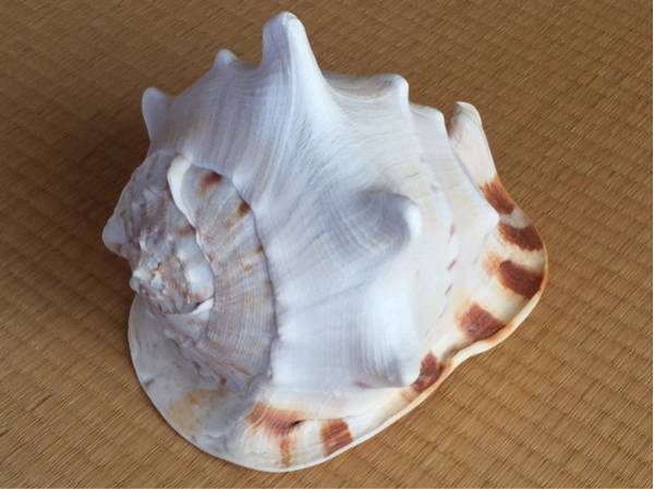 貝殻　「トウカムリ」巻貝　置物　海産物_画像1