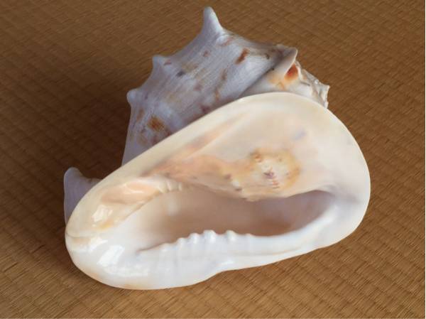 貝殻　「トウカムリ」巻貝　置物　海産物_画像3