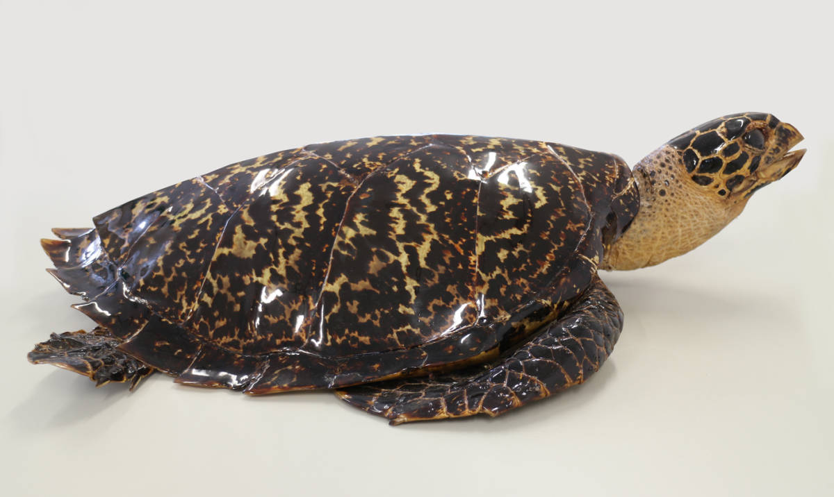 タイマイ剥製 べっ甲 鼈甲 ベッコウ 海ガメ 海亀 剥製 希少品 2