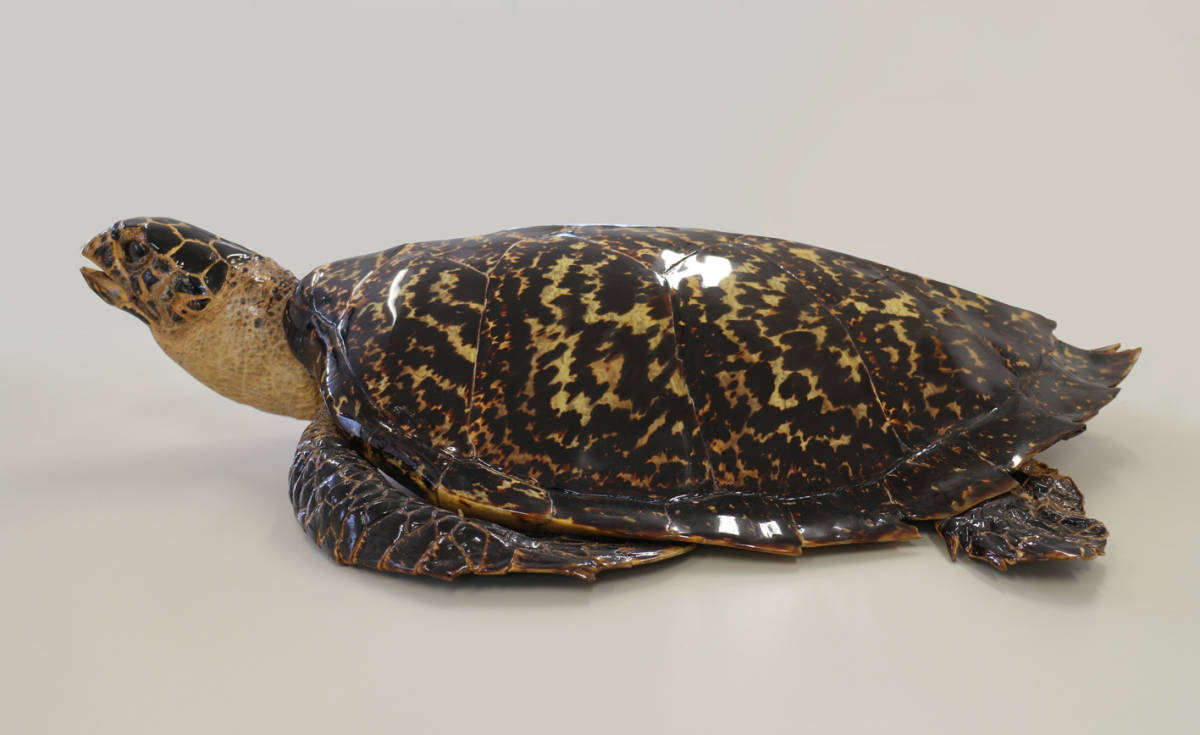 タイマイ剥製 べっ甲 鼈甲 ベッコウ 海ガメ 海亀 剥製 希少品 2
