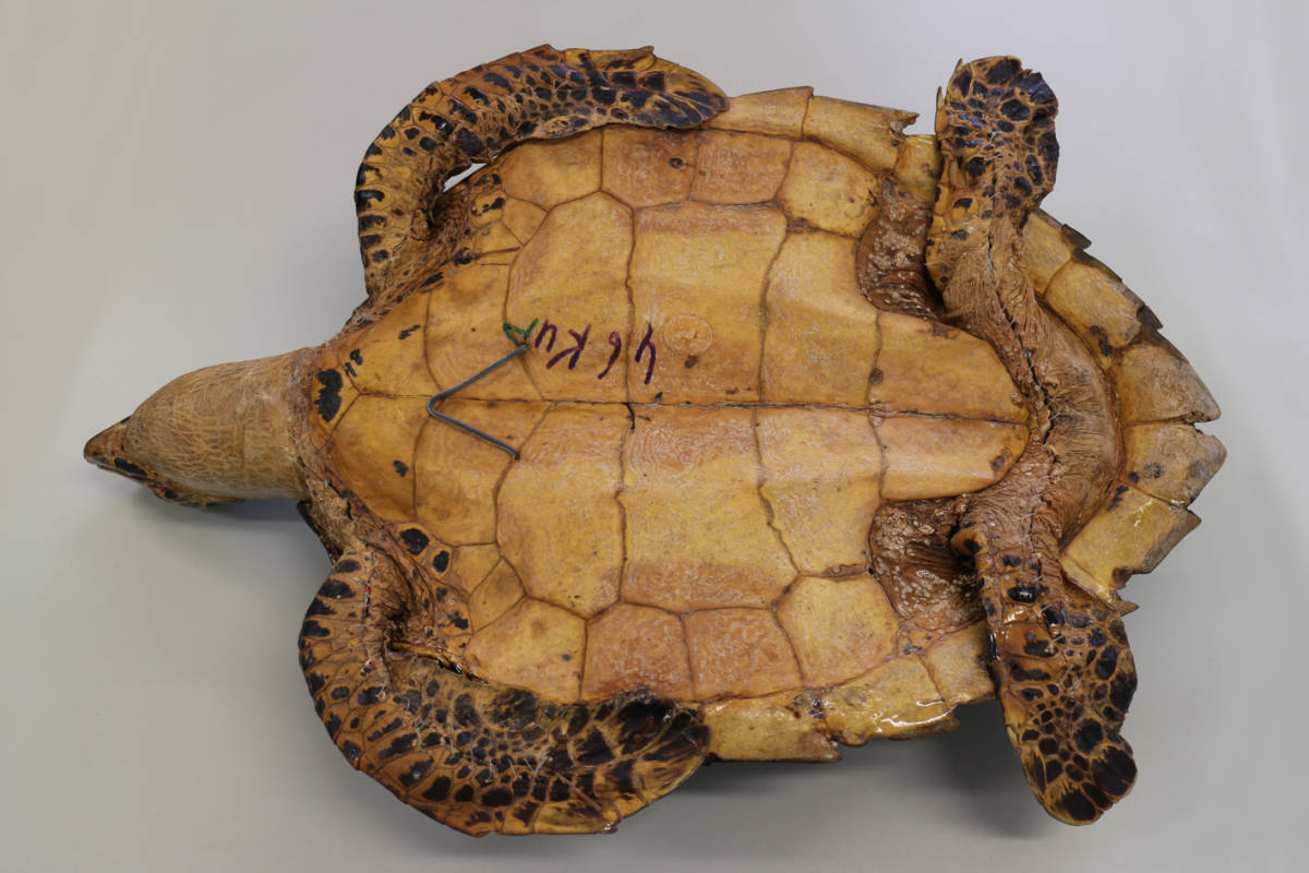 タイマイ剥製 べっ甲 鼈甲 ベッコウ 海ガメ 海亀 剥製 希少品 2|Yahoo