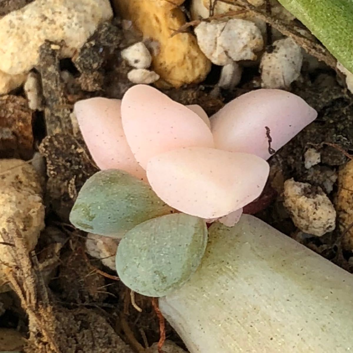 多肉植物^o^ 葉挿し赤ちゃんティテュバンス錦 多肉植物^o^ 葉挿し赤ちゃんティテュバンス錦