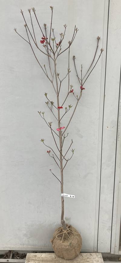 現品 花水木 ハナミズキ 46 根鉢含まず 樹高1 6m 赤花 日本初の 赤花 現品 花水木 ハナミズキ 46 根鉢含まず 樹高1 6m 赤花 日本初の 赤花
