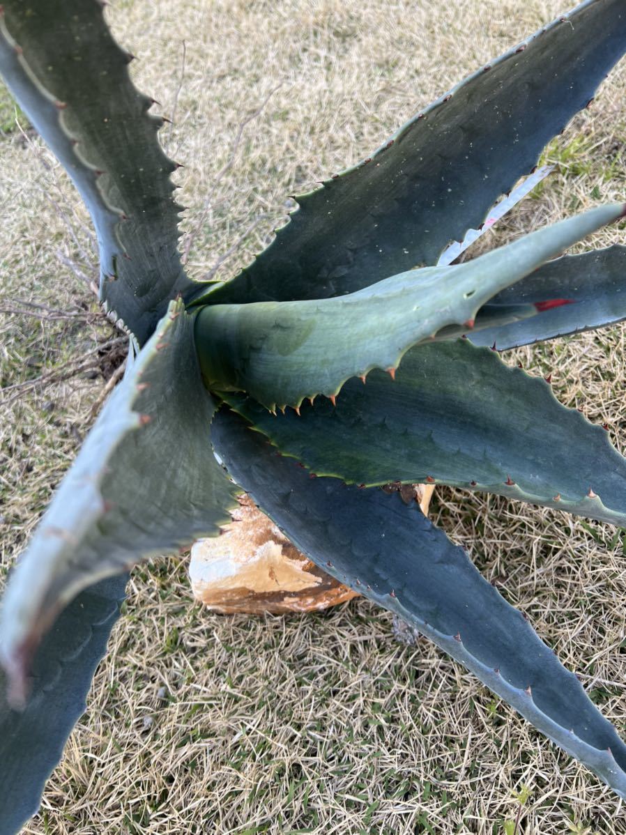 大人気】AGAVE アガベ アメリカーナ 特大 アオノリュウゼツラン送料