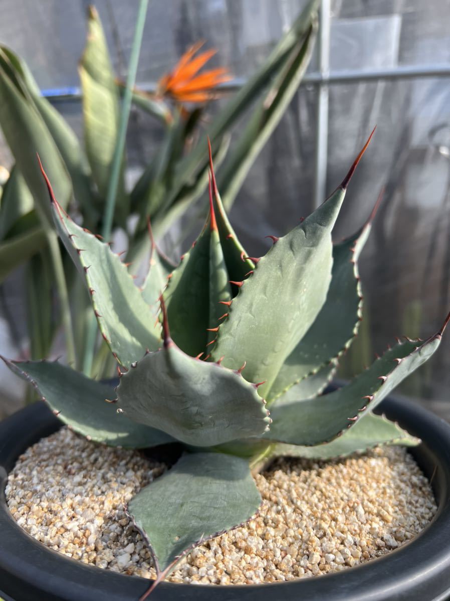 Yahoo!オークション - 【レア】希少 AGAVE アガベ パリー Yahoo!オークション - 【レア】希少 AGAVE アガベ パリー