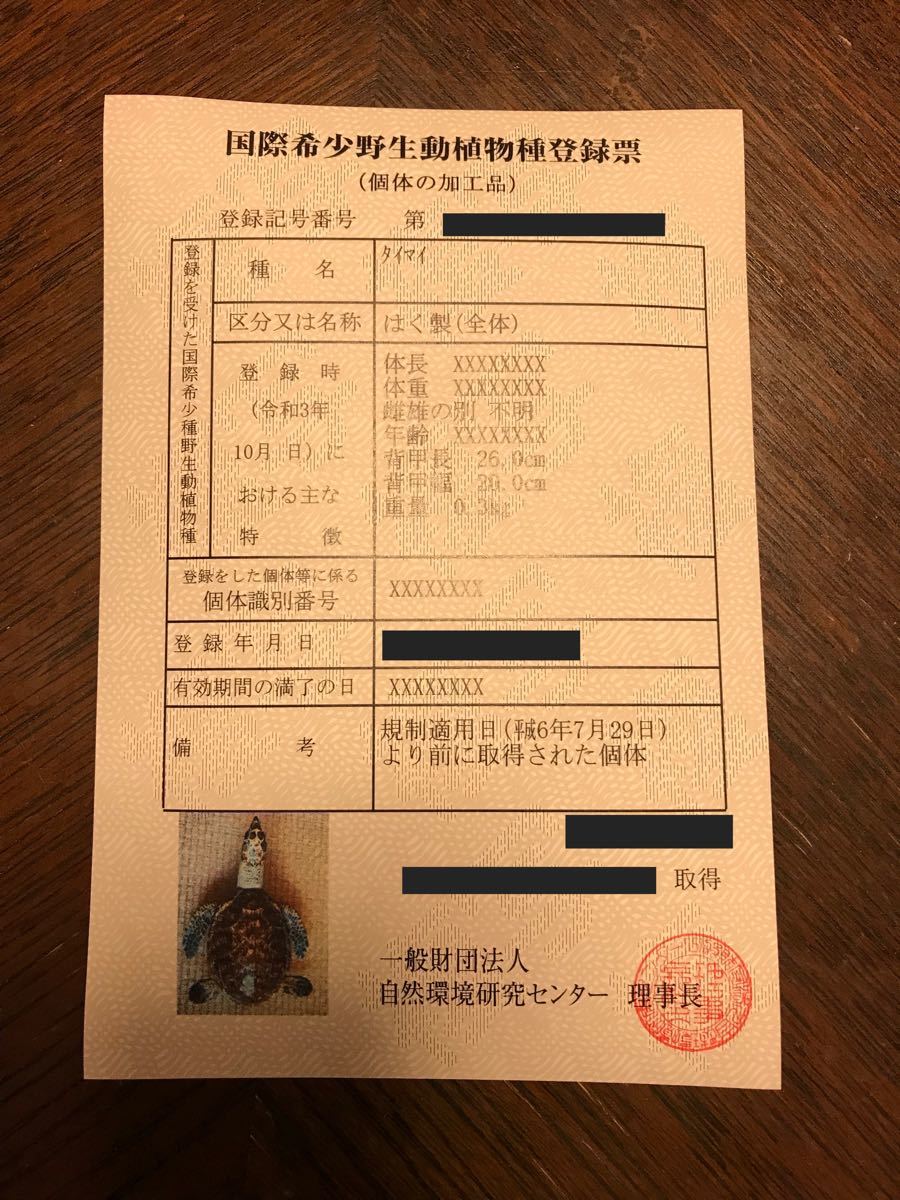 希少・激レア】ウミガメ(タイマイ・海亀)剥製 鼈甲(べっこう 希少・激レア】ウミガメ(タイマイ・海亀)剥製 鼈甲(べっこう