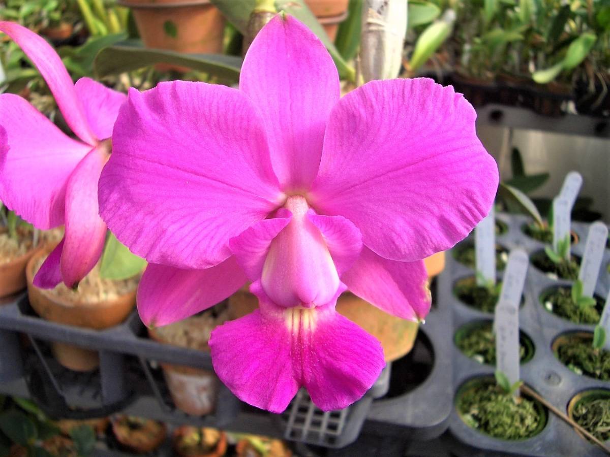洋蘭 原種 カトレア C. walkeriana x sib. ('Joel de Silveira 洋蘭 原種 カトレア C. walkeriana x sib. ('Joel de Silveira