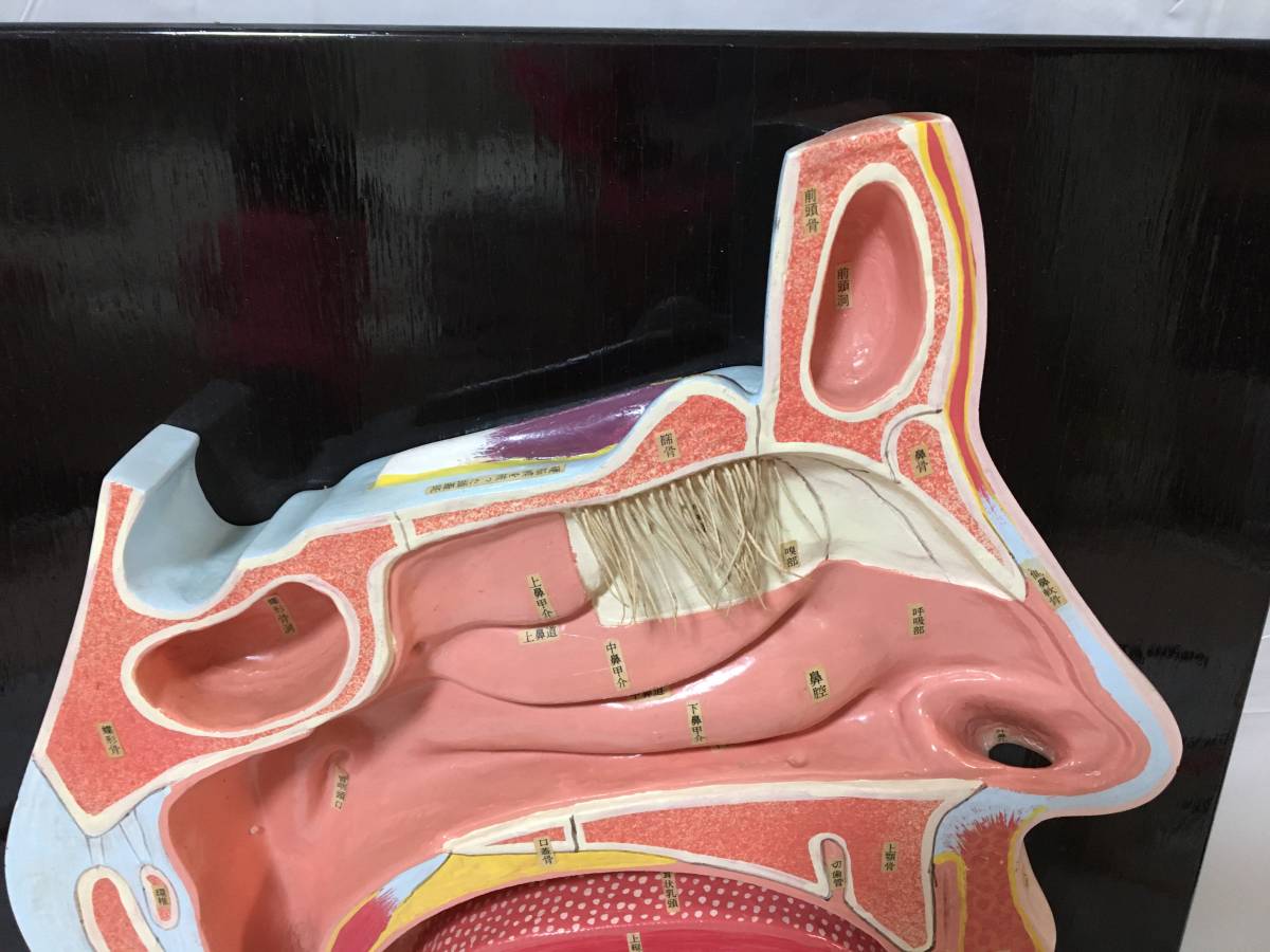 *M344* Sakamoto model nose .* oral cavity *. head *. head model 46×33.5×7cm medicine medical care nursing nursing is . throat .. cross-section cross-section map ear nose . ear nose ...