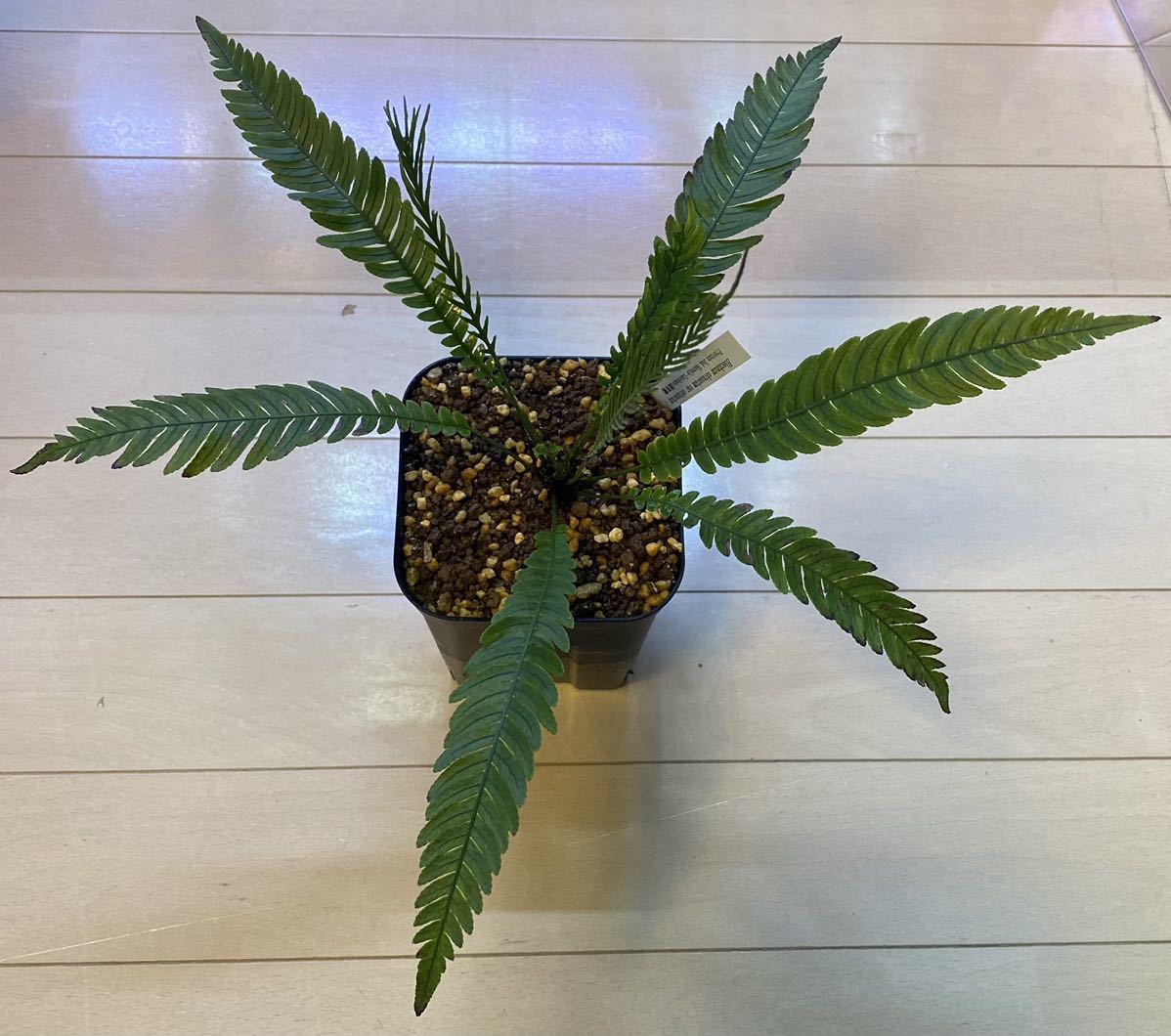 Blechnum obtusatum var. obtusatum Blechnum obtusatum var. obtusatum