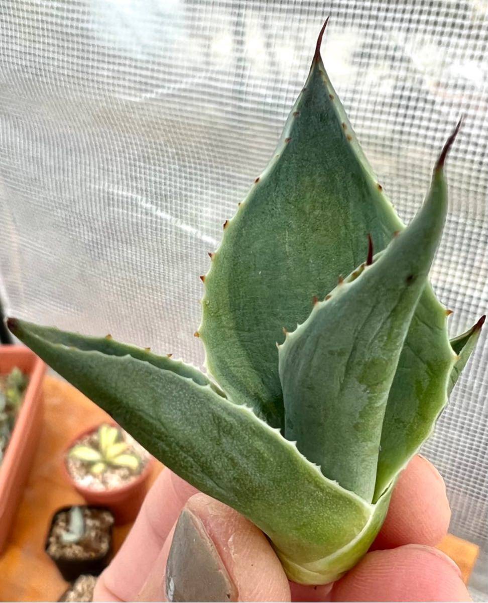 アガベ 多肉植物 オバティフォリア キラー 厳選極上斑入り美株 ust.md