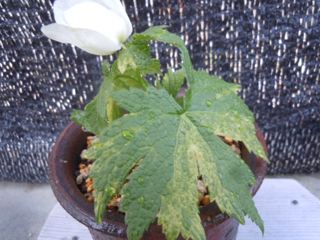 山野草◆斑入り白花シラネアオイ◆