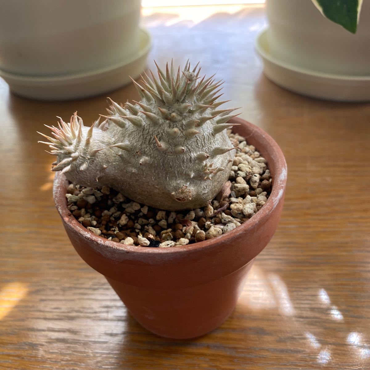 V19 特選 塊根植物 多肉植物 パキポディウム デンシカウレ V19 特選 塊根植物 多肉植物 パキポディウム デンシカウレ