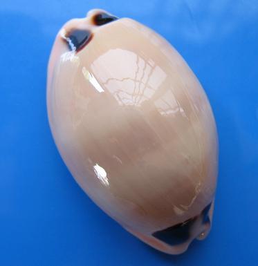 貝標本 Puchra-sinaiensis